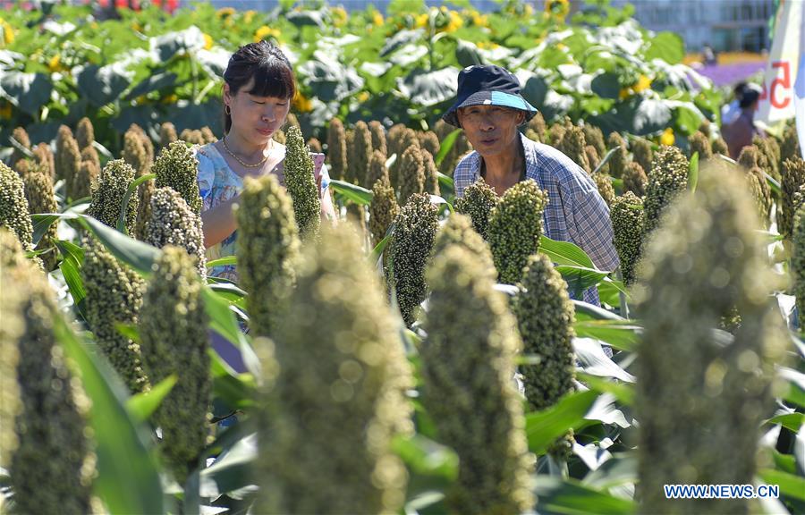 CHINA-JILIN-CHANGCHUN-AGRICULTURE AND FOOD EXPO-CASH CROP (CN)