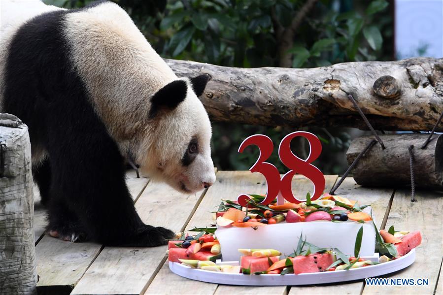 CHINA-CHONGQING-OLDEST CAPTIVE GIANT PANDA-BIRTHDAY (CN)