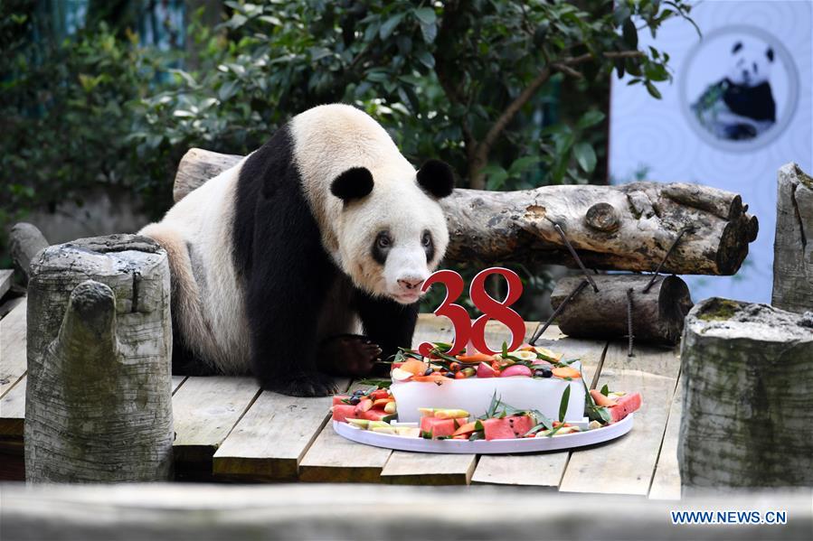 CHINA-CHONGQING-OLDEST CAPTIVE GIANT PANDA-BIRTHDAY (CN)