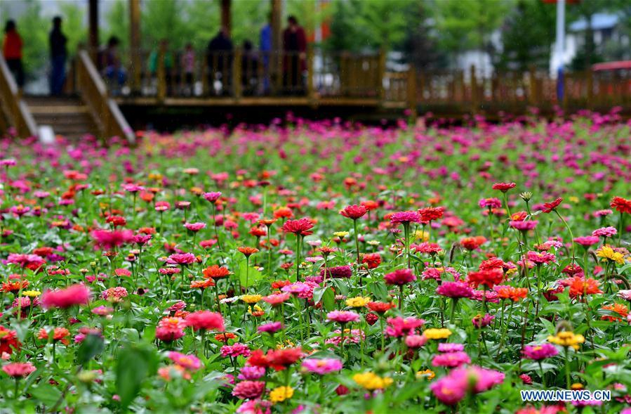 CHINA-HENAN-LUOYANG-ZINNIA FLOWERS (CN)