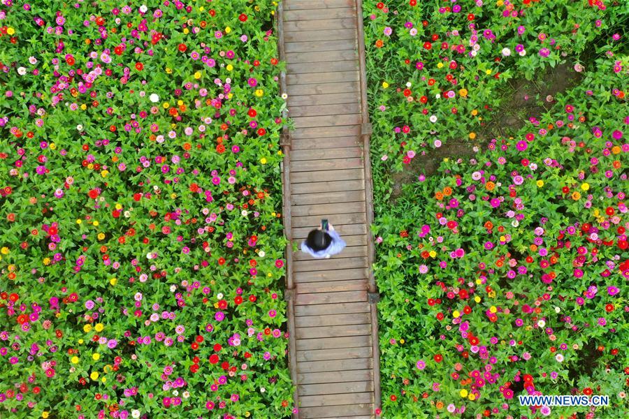 CHINA-HENAN-LUOYANG-ZINNIA FLOWERS (CN)