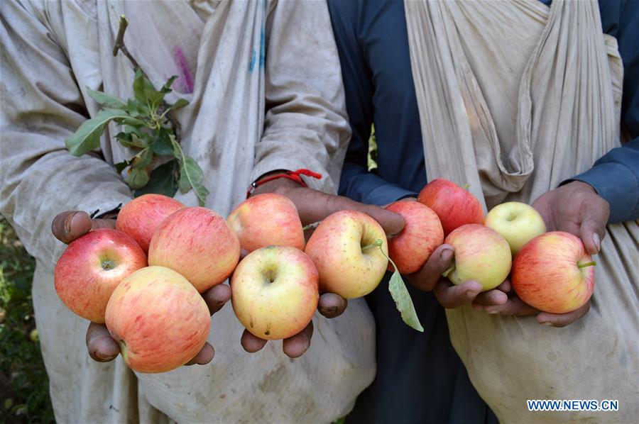 Workers harvest apples on outskirts of Quetta, Pakistan Xinhua