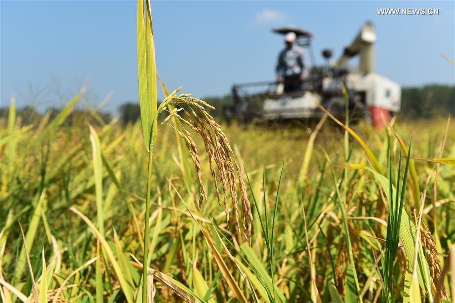 CHINA-ANHUI-FEIDONG-PADDY FIELD-HARVEST (CN)