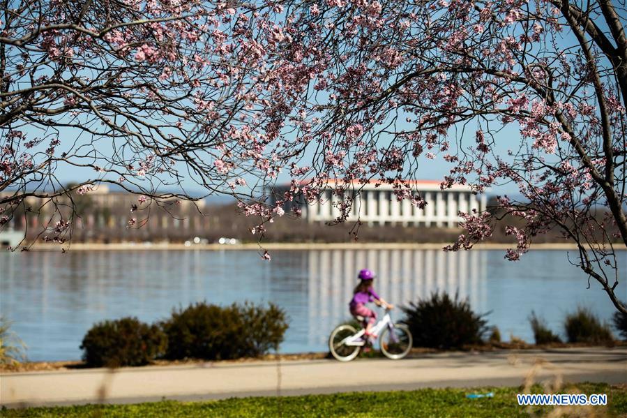 People enjoy flowers near Lake Burley Griffin in Canberra, Australia