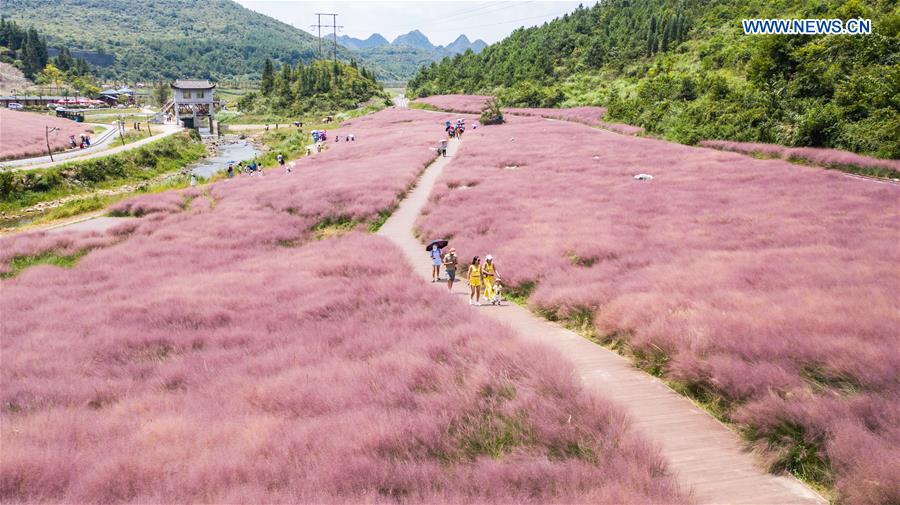 CHINA-GUIZHOU-PINK GRASS-TOURISM (CN)