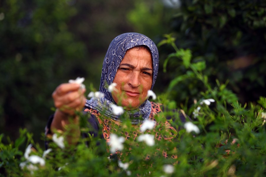 Egypt develops jasmine oil trade to earn hard currency Xinhua