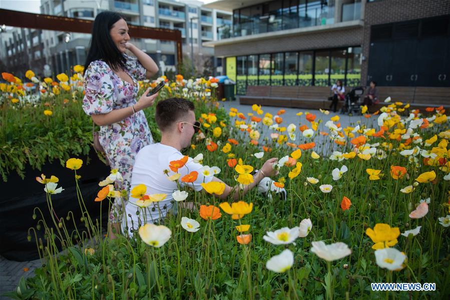 Annual flower festival held in Canberra, Australia Xinhua English