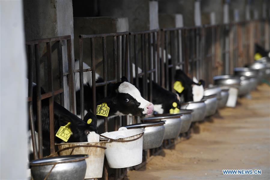 CHINA-NINGXIA-ZHONGWEI-DESERTIFICATION-COW BREEDING (CN)