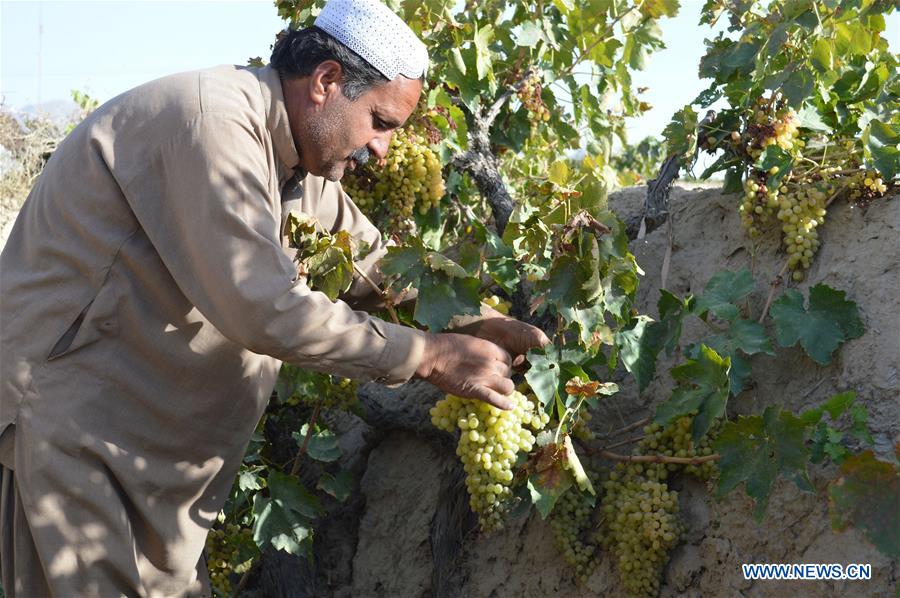 People harvest grapes at vineyard on outskirts of Pakistan's Quetta
