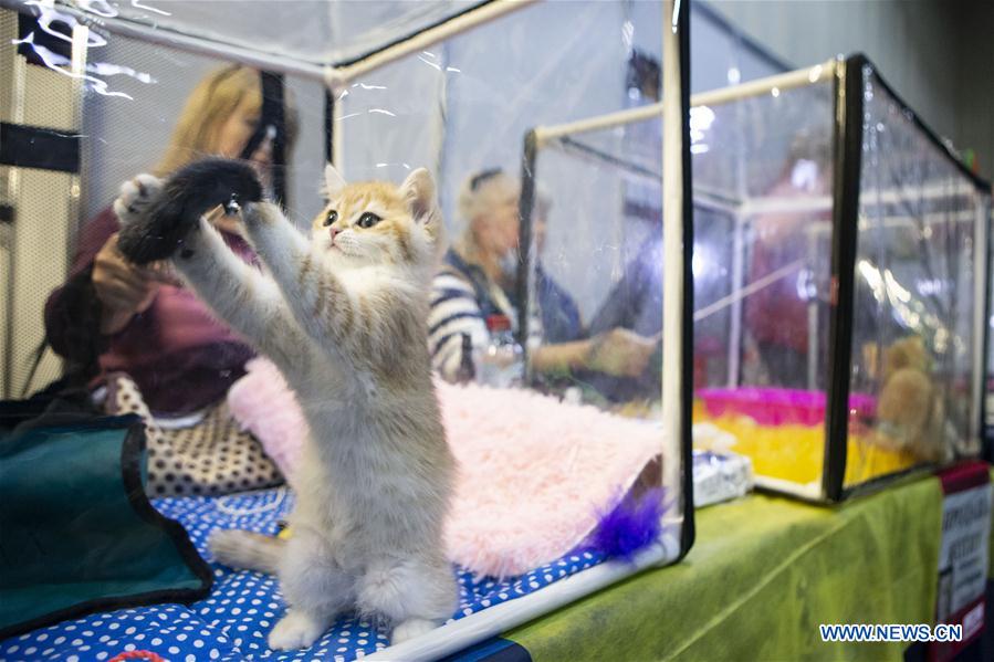 RUSSIA-MOSCOW-CAT SHOW