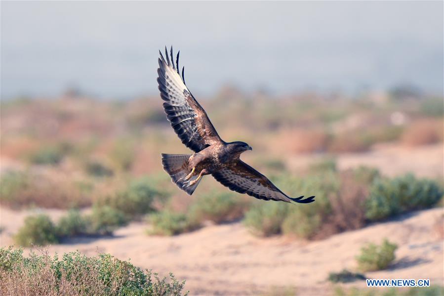 KUWAIT-JAHRA GOVERNORATE-MIGRATORY EAGLES