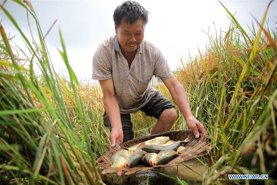 #CHINA-GUIZHOU-BIJIE-RICE-FISH-HARVEST (CN)