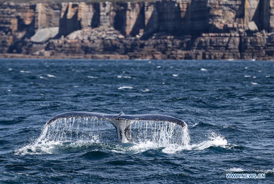 AUSTRALIA-JERVIS BAY-COVID-19-WHALE WATCHING 