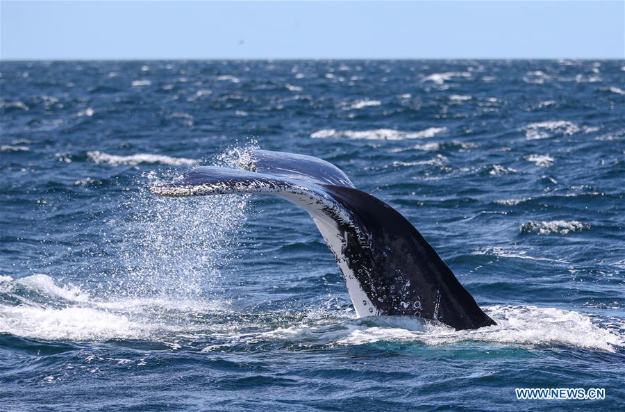 AUSTRALIA-JERVIS BAY-COVID-19-WHALE WATCHING 