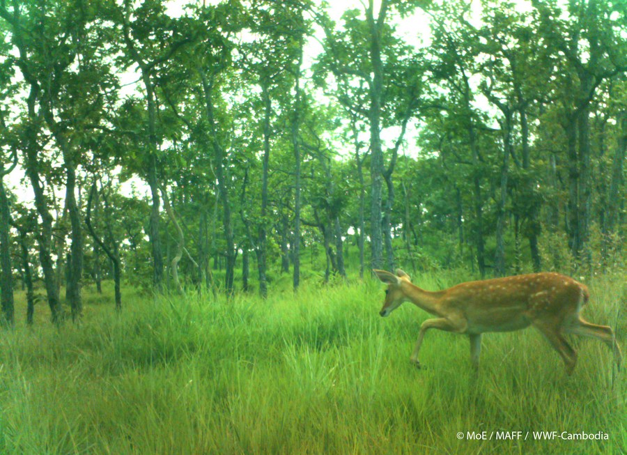 Endangered Eld's deers spotted in NE Cambodia's wildlife sanctuary for