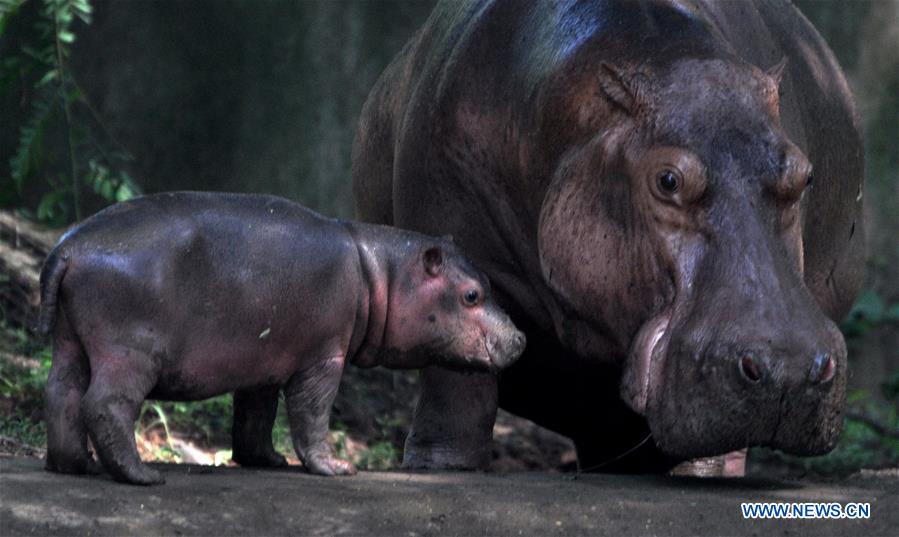 INDIA-GUWAHATI-ZOO-HIPPO