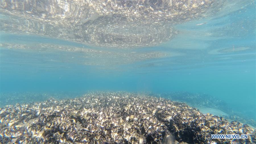 Giant artificial reef program to bring Australia's underwater