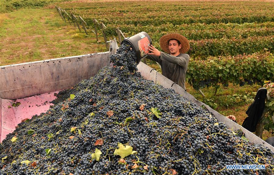 People harvest grapes at vineyard in Kakheti, Xinhua