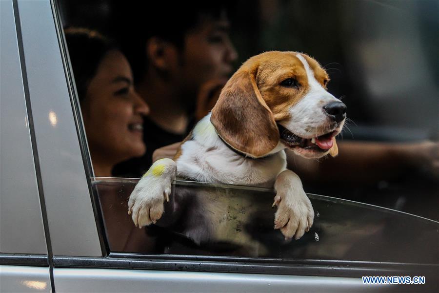 PHILIPPINES-MANILA-WORLD ANIMAL DAY-DRIVE-THRU PET BLESSING 