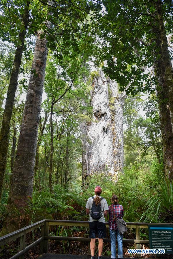NEW ZEALAND-WAIPOUA FOREST-KAURI TREES