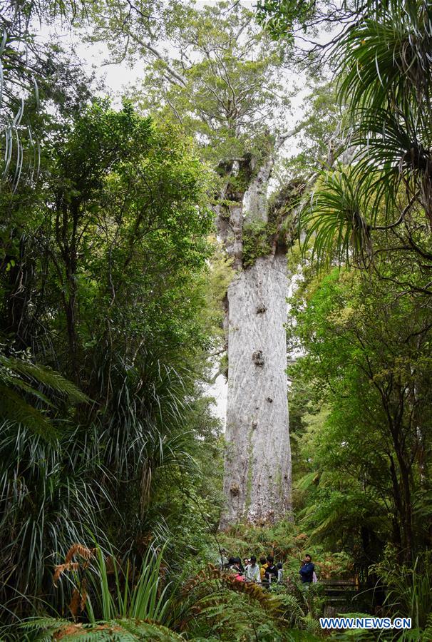 NEW ZEALAND-WAIPOUA FOREST-KAURI TREES