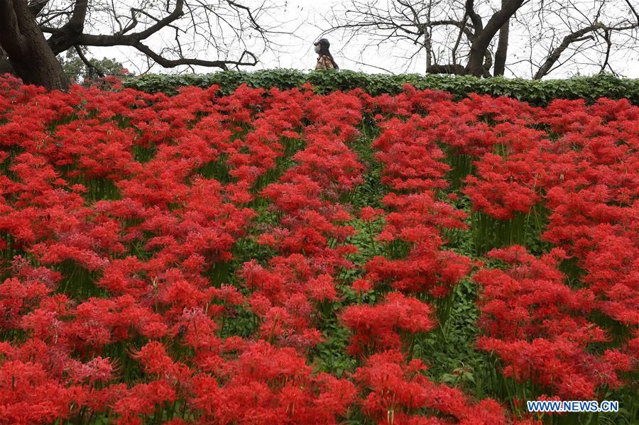JAPAN-SATTE-GONGENDO PARK-RED SPIDER LILY