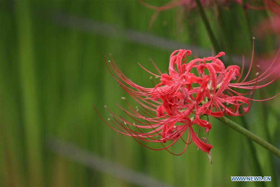 JAPAN-SATTE-GONGENDO PARK-RED SPIDER LILY