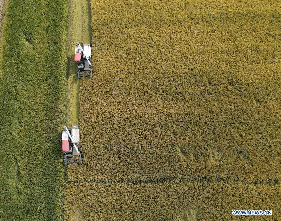 CHINA-ANHUI-AGRICULTURE-RICE HARVEST (CN)