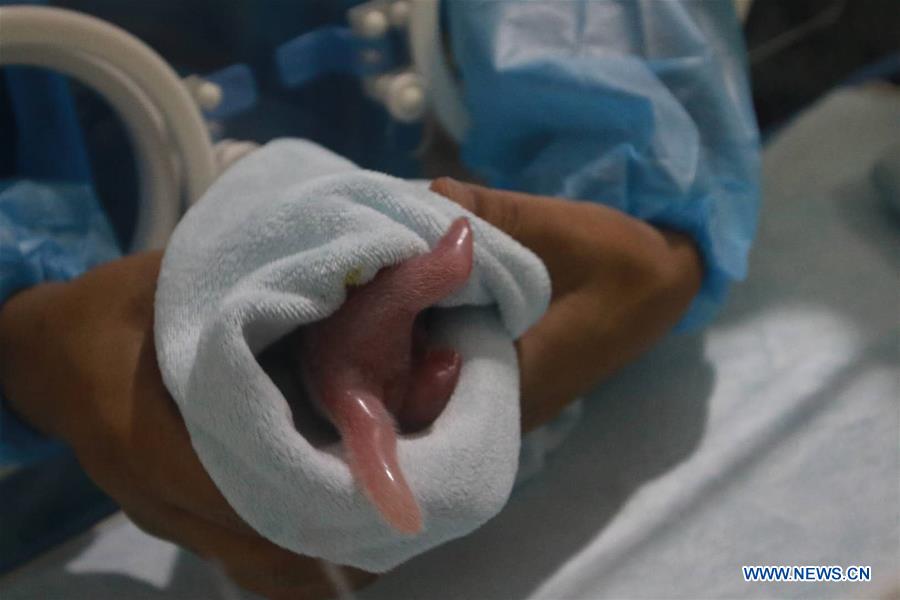 CHINA-SHAANXI-QINLING-PANDA CUB (CN)