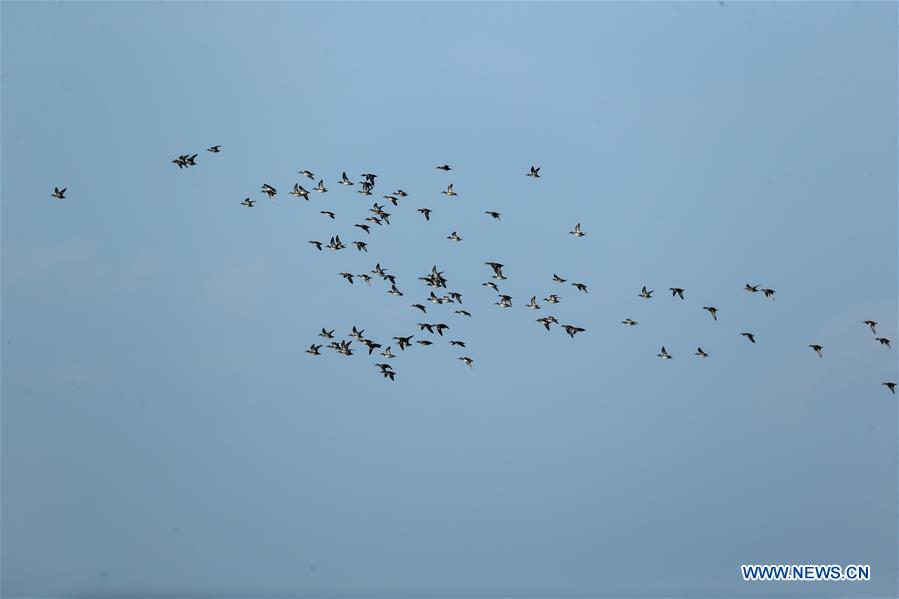 CHINA-JILIN-NATURE RESERVE-MIGRANT BIRDS (CN)
