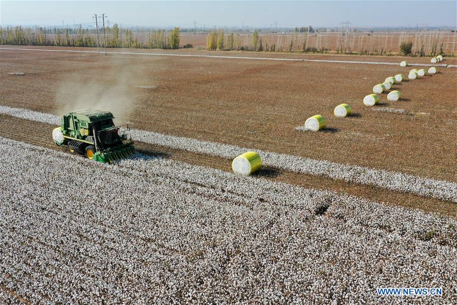 Cotton enters harvest season in Xinjiang Xinhua English.news.cn