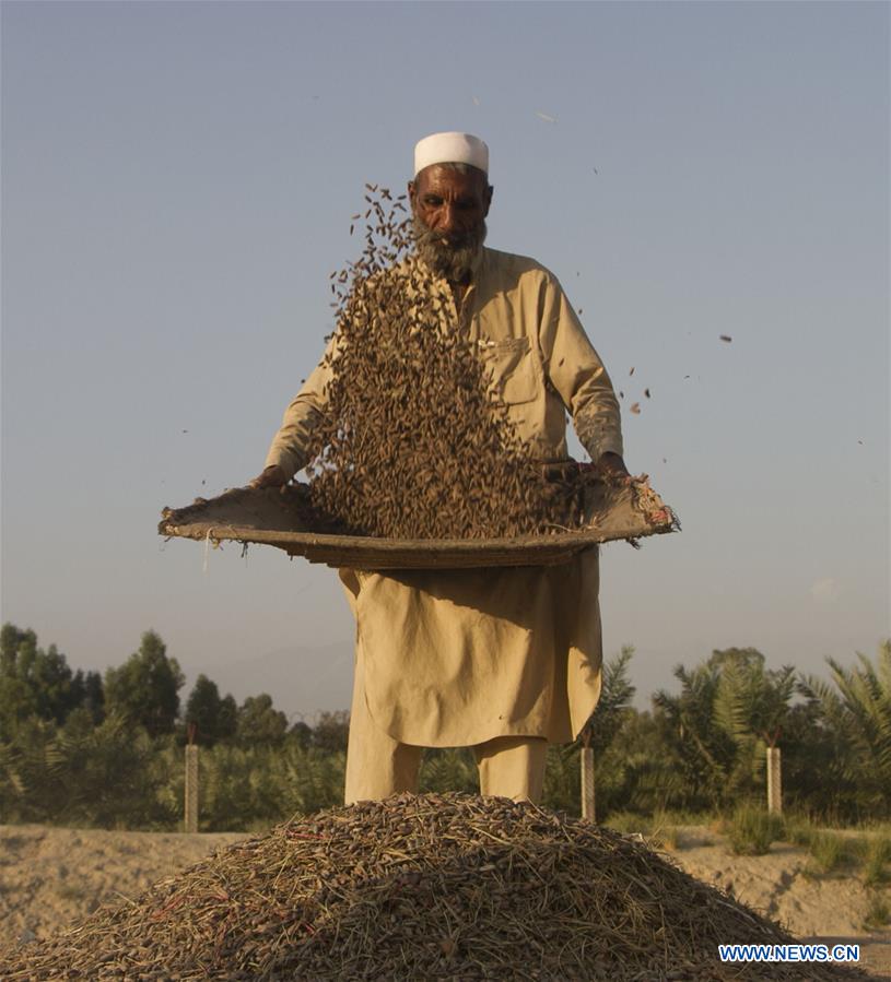 AFGHANISTAN-NANGARHAR-PINE NUTS-HARVEST