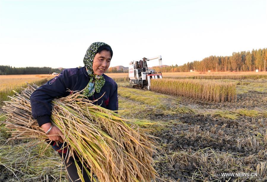 CHINA-HEBEI-AGRICULTURE-RICE HARVEST (CN)