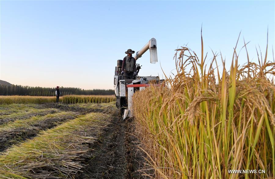 CHINA-HEBEI-AGRICULTURE-RICE HARVEST (CN)