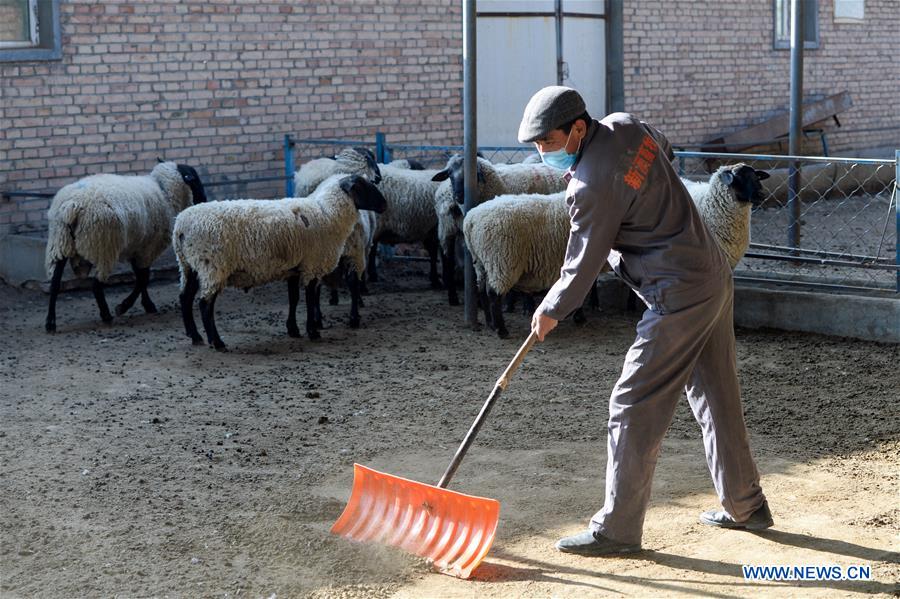 CHINA-XINJIANG-MANAS-SHEEP BREEDING (CN)