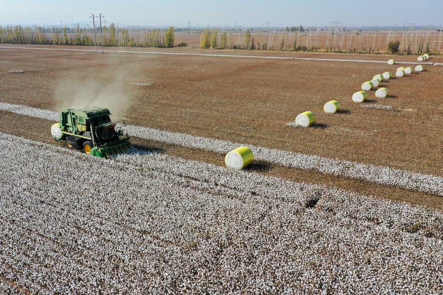 China Focus Why Xinjiang's cotton offers more than warmth Xinhua