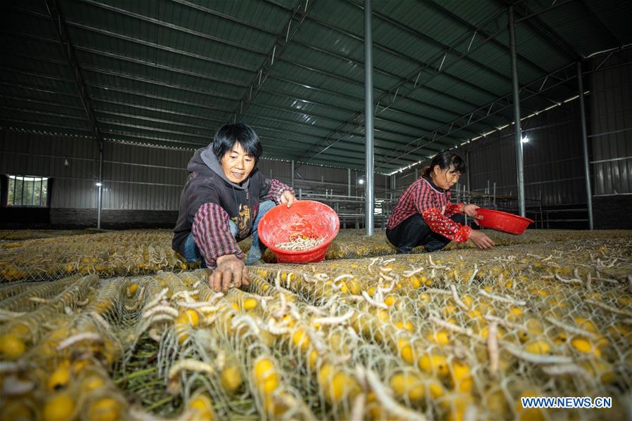 CHINA-ZHEJIANG-SILKWORM FARMING-COCOON-HARVEST (CN)
