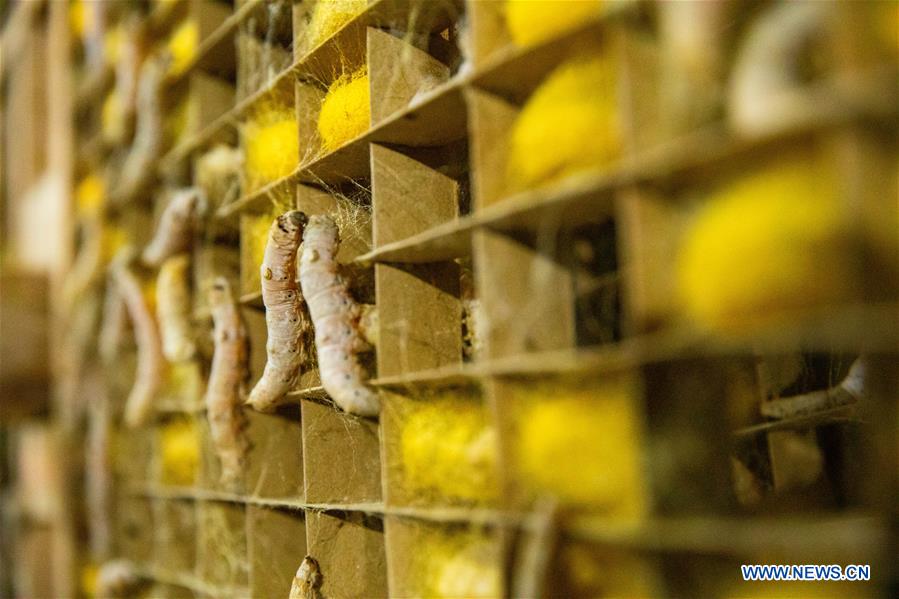 CHINA-ZHEJIANG-SILKWORM FARMING-COCOON-HARVEST (CN)