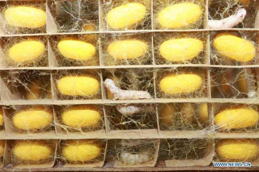CHINA-ZHEJIANG-SILKWORM FARMING-COCOON-HARVEST (CN)