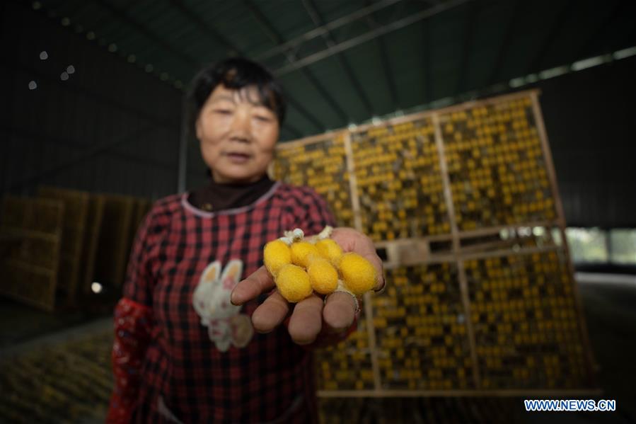 CHINA-ZHEJIANG-SILKWORM FARMING-COCOON-HARVEST (CN)