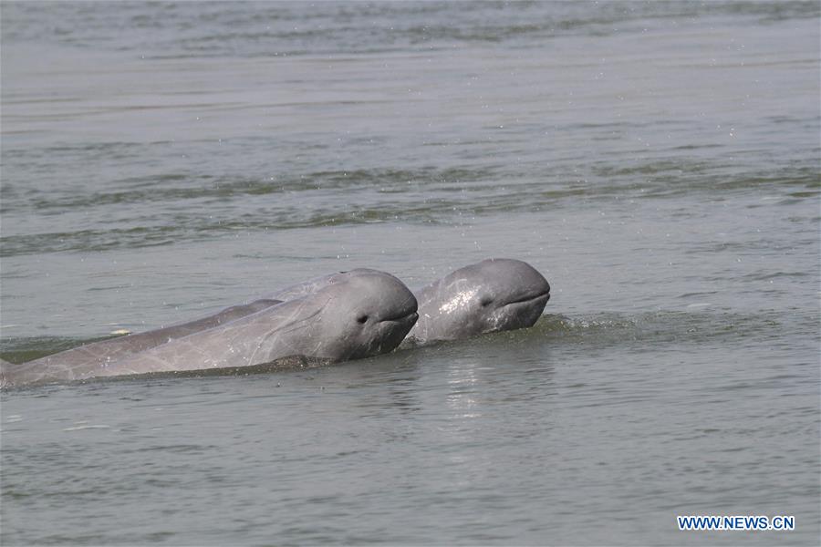 CAMBODIA-MEKONG RIVER-DOLPHIN-POPULATION-CENSUS