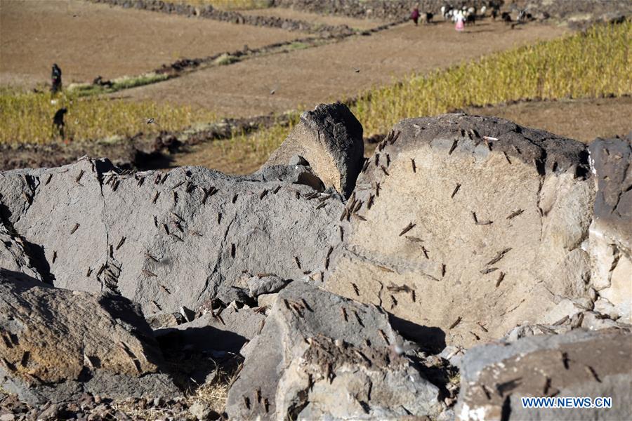 YEMEN-AMRAN-LOCUSTS