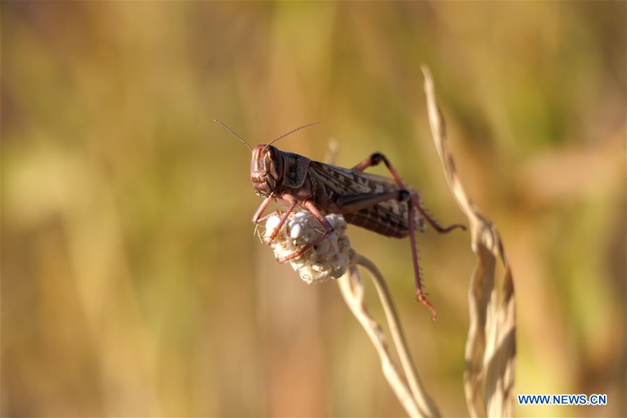 YEMEN-AMRAN-LOCUSTS