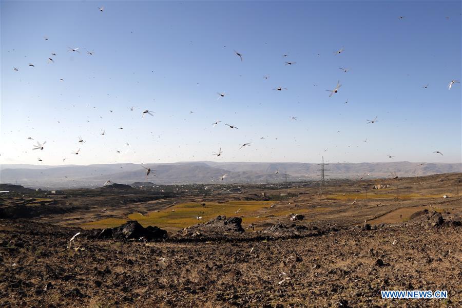 YEMEN-AMRAN-LOCUSTS