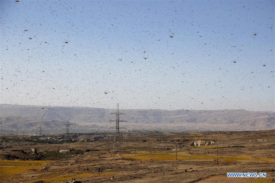 YEMEN-AMRAN-LOCUSTS