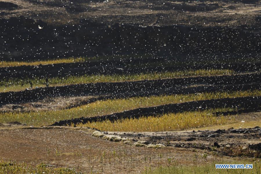 YEMEN-AMRAN-LOCUSTS
