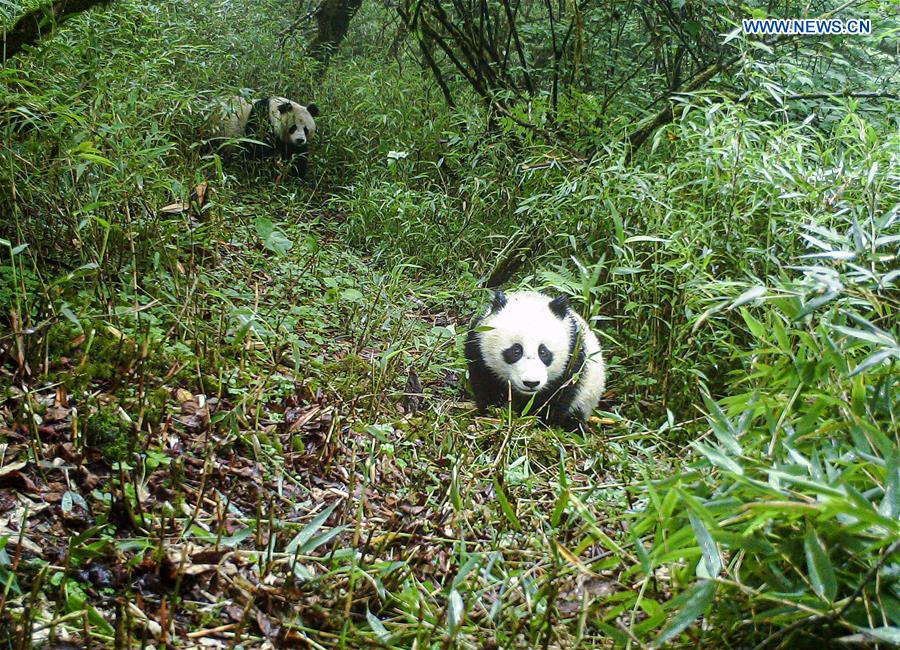 CHINA-SICHUAN-WILD GIANT PANDA (CN)