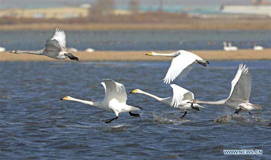 #CHINA-HEBEI-ZHANGJIAKOU-MIGRANT BIRDS (CN)