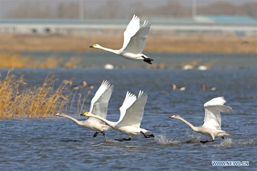 #CHINA-HEBEI-ZHANGJIAKOU-MIGRANT BIRDS (CN)