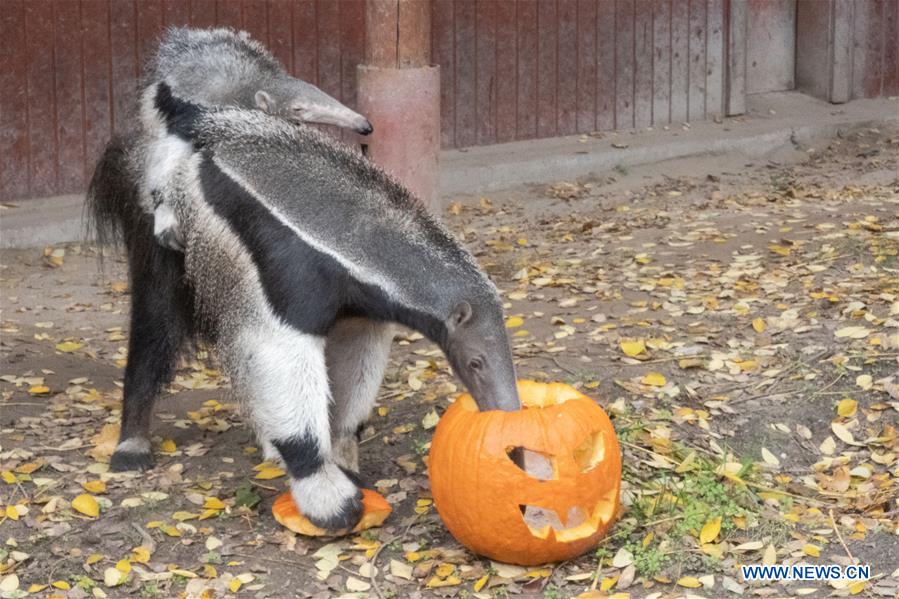 Animals eat Halloween pumpkins in Zoo Budapest and Botanical Garden -  Xinhua 